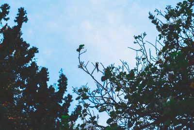 Low angle view of trees against sky