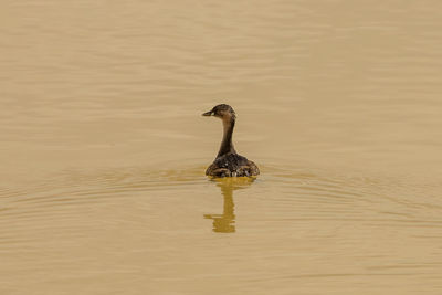 Bird swimming in lake