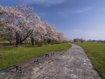 View of cherry trees in park