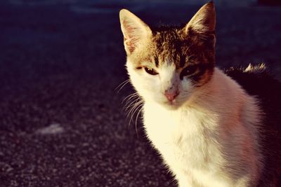 Close-up portrait of cat