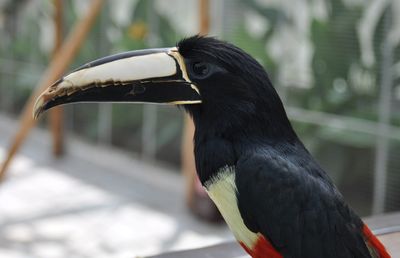 Close-up of a bird