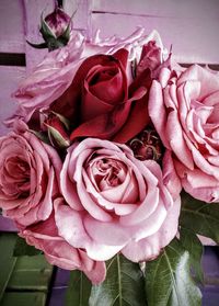 Close-up of pink rose