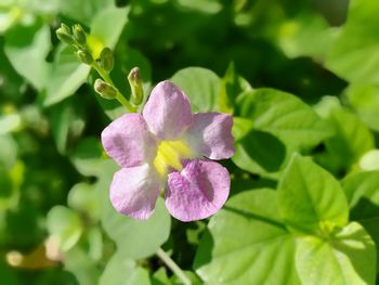 Close-up of purple flowering plant