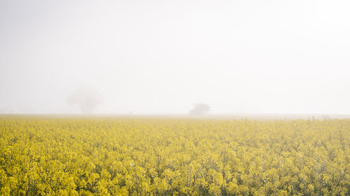 Scenic view of oilseed rape field against clear sky