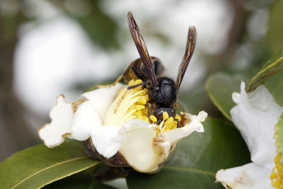 Close-up of insect pollinating on flower