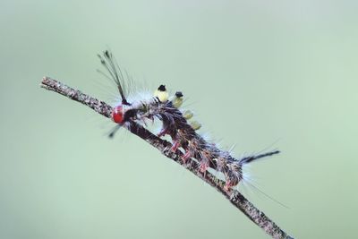 Close-up of insect on twig