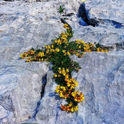 Close-up of yellow flowering plant on rock