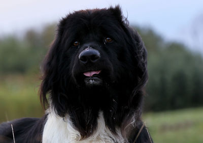 Close-up portrait of black dog