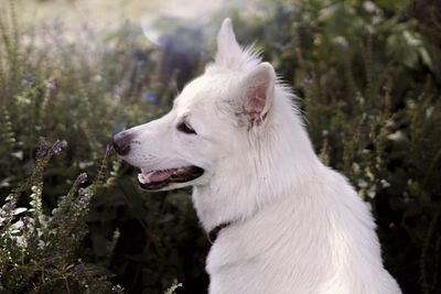 Close-up of white dog looking away