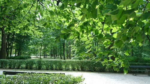 Plants in garden