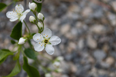 Close-up of white cherry blossom