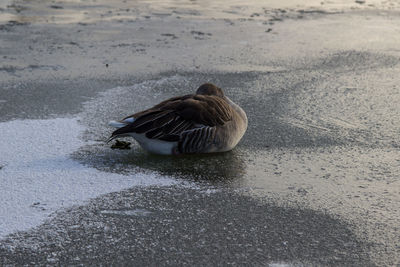 Duck swimming in lake