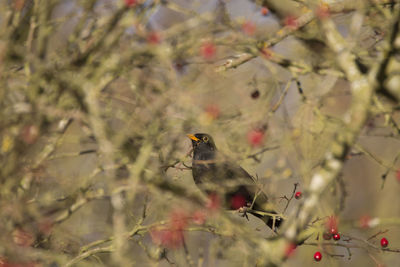 Close-up of bird perching on tree