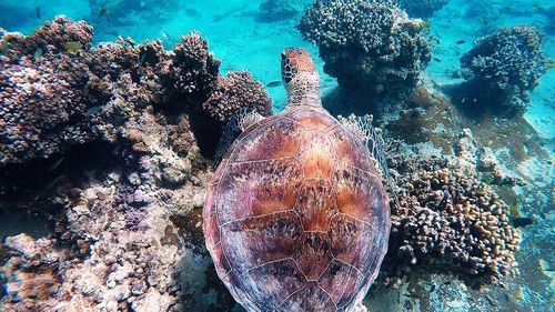 Close-up of coral swimming in sea