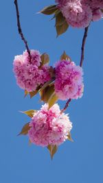 Low angle view of pink cherry blossoms against sky