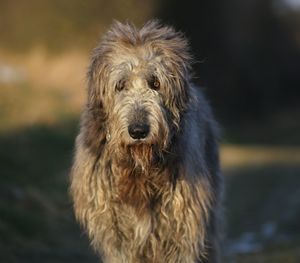 Close-up portrait of dog