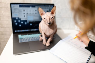 Cat of breed the canadian sphynx seat on the laptop