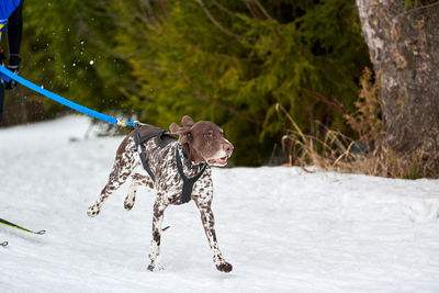 Skijoring dog racing. winter dog sport competition. siberian husky dog pulls skier. active skiing