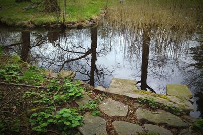 Reflection of trees in water