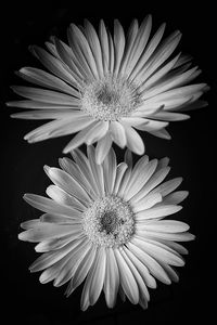 Close-up of daisy flower against black background