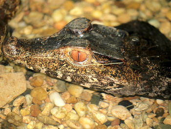 Close-up of crocodile in water