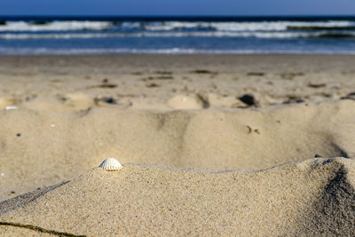 Surface level of shells on beach against sky