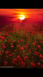 red