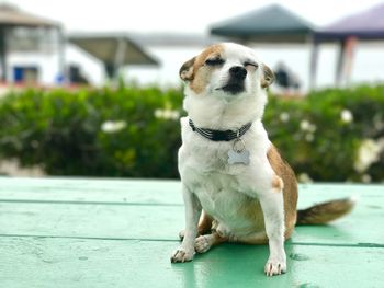 Close-up of dog sitting outdoors