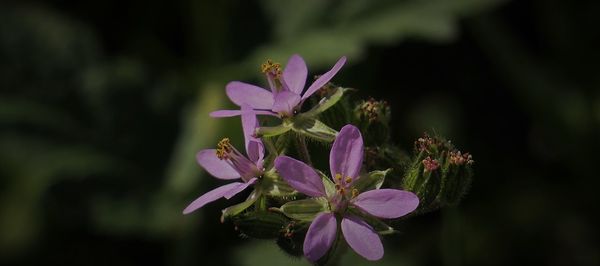 Close-up of pink flowers blooming outdoors