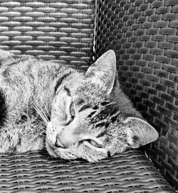 Close-up of cat sleeping in basket