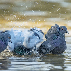 Close-up of ducks swimming in lake