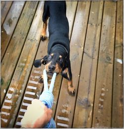 Dog tugging on toy