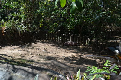 Trees growing on field in forest