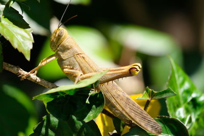 Close-up of insect on plant