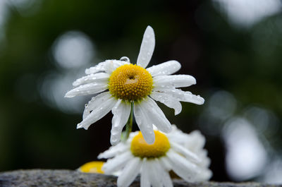 Close-up of white flower blooming outdoors