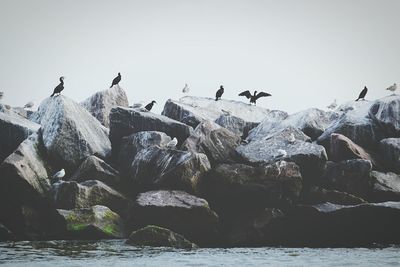 Cormorants and seagulls perching on rocks by sea against sky