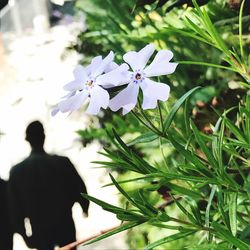 Low angle view of flowers
