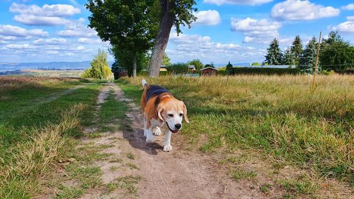 Dog on field