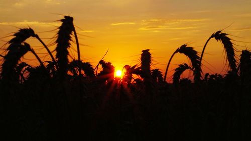 Scenic view of field against sky during sunset