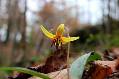 Close-up of yellow flower