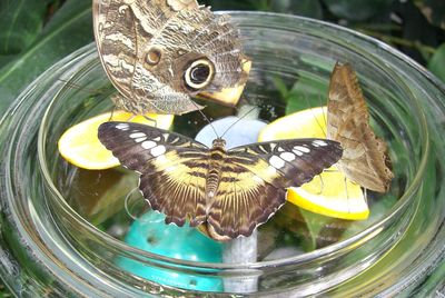 Close-up of butterfly on flower