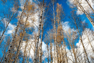 Low angle view of bare trees against blue sky