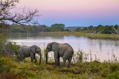 View of elephants in the lake
