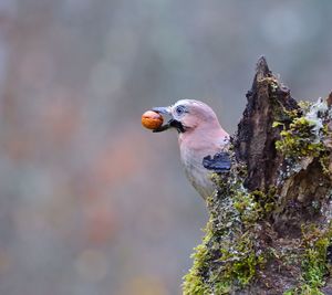 Close-up of bird perching on tree trunk