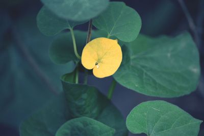 Close-up of yellow leaves on plant