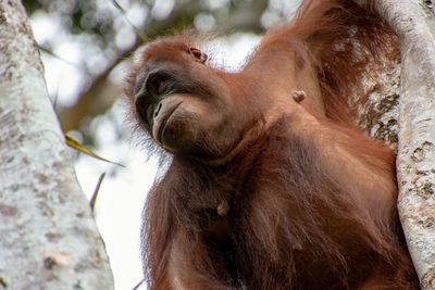 Close-up of a monkey