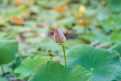 Close-up of lotus water lily