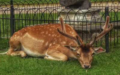 Close-up of deer on field