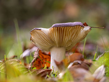 Close-up of mushroom growing on field