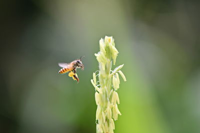 Close-up of insect on flower